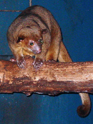 Rolstaartbeer Dierenpark Emmen 2009