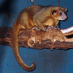 Rolstaartbeer Dierenpark Emmen 2009