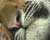 Siberische Tijger Dierenpark Emmen
