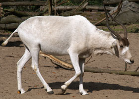 Addax Blijdorp 2008