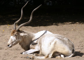 Addax Blijdorp 2008