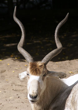 Addax Blijdorp 2008