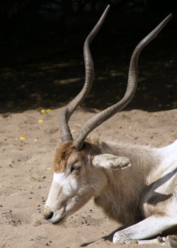 Addax Blijdorp 2008