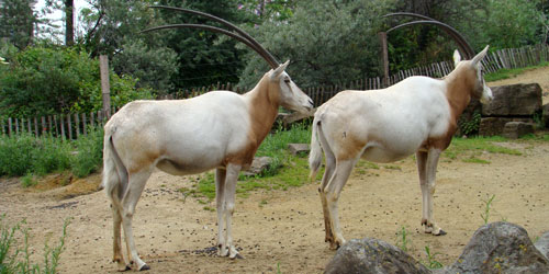 Algazel Artis 2007