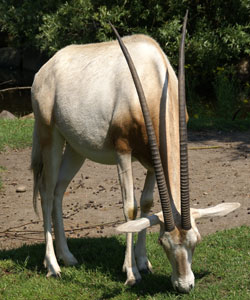 Algazel Artis 2007