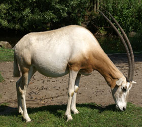 Algazel Artis 2007
