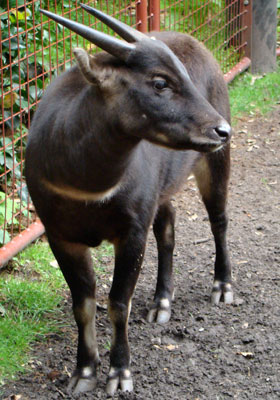Anoa Artis 2007