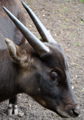 Anoa Artis 2007