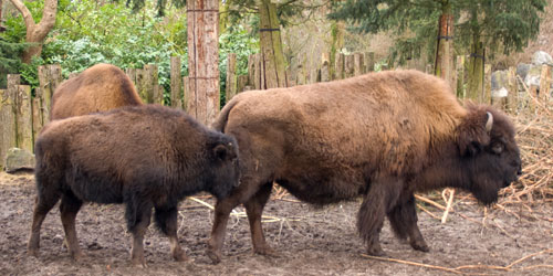 Bizon Dierenpark Emmen 2003
