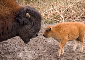 Bizon Dierenpark Emmen 2003