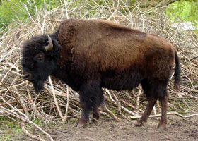 Bizon Dierenpark Emmen 2003