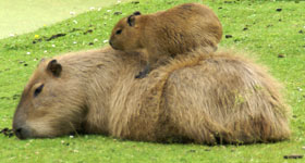 Capibara Zoo Parc Overloon 007