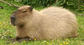 Capibara Zoo Parc Overloon 007