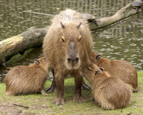 Capibara Zoo Parc Overloon 007