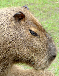 Capibara Gaiapark 2008