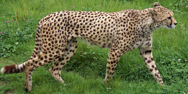 Cheeta Gaiapark Kerkrade 2007