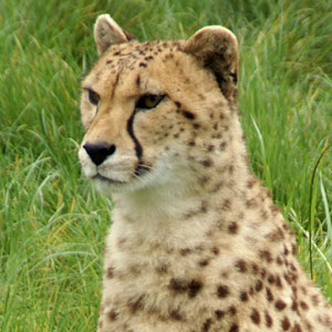 Cheeta Gaiapark Kerkrade 2007