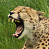 Cheeta Gaiapark Kerkrade 2007