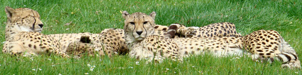 Cheeta Gaiapark Kerkrade 2007