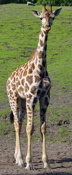 Rothschild giraffe Dierenpark Emmen 2006