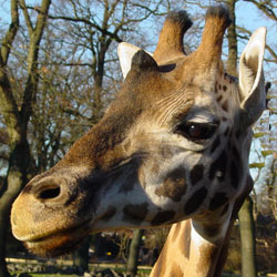 Rothschild giraffe Dierenpark Emmen 2006