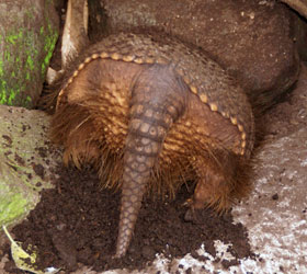 Bruinbehaard gordeldier Dierenpark Emmen 2008
