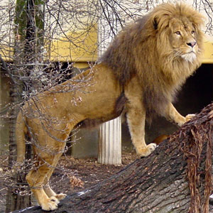 Aziatische leeuw Diergaarde Blijdorp 2007