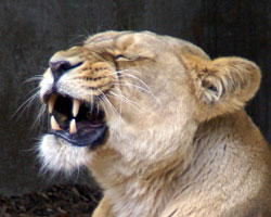 Aziatische leeuw Diergaarde Blijdorp 2007
