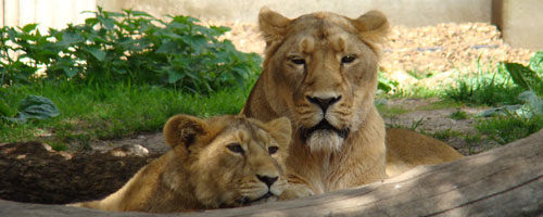 Aziatische leeuw Diergaarde Blijdorp 2007