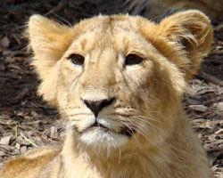 Aziatische leeuw Diergaarde Blijdorp 2007