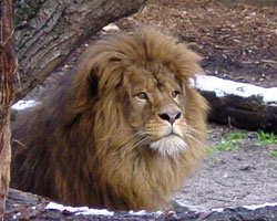 Aziatische leeuw Diergaarde Blijdorp 2007