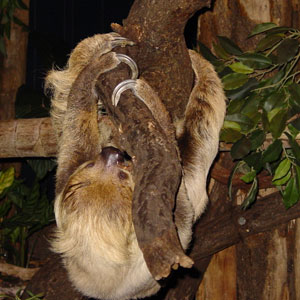 Luiaard Dierenpark Emmen 2006