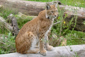 Lynx Gaiapark Kerkrade 008
