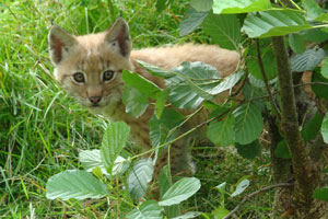 Lynx Gaiapark Kerkrade 008