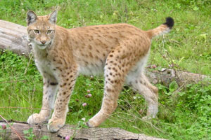 Lynx Gaiapark Kerkrade 008