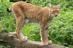 Lynx Gaiapark Kerkrade 008