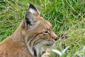 Lynx Gaiapark Kerkrade 008