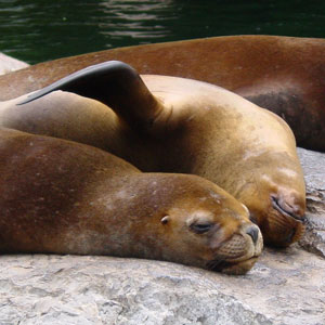 Manenrob Dierenpark Emmen 2005
