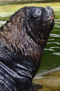 Manenrob Dierenpark Emmen 2005