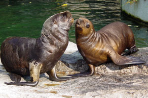 Manenrob Dierenpark Emmen 2005