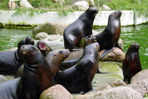 Manenrob Dierenpark Emmen 2005
