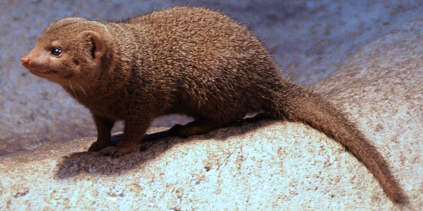 Dwergmangoest Dierenpark Emmen 2008