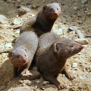 Dwergmangoest Dierenpark Emmen 2008