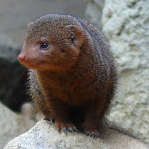 Dwergmangoest Dierenpark Emmen 2008