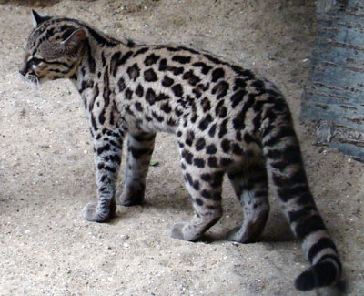 Margay Artis 2007