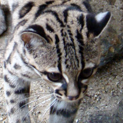 Margay Artis 2007