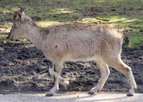 Schroefhoorngeit Safaripark 2008