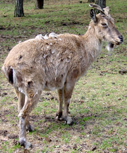 Schroefhoorngeit Safaripark 2008