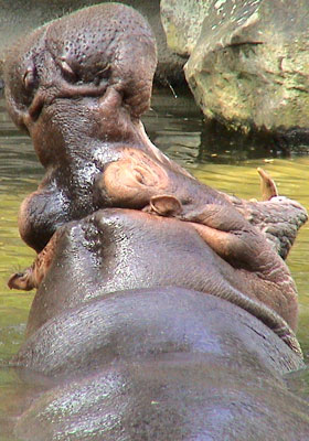 Nijlpaard Dierenpark Emmen 2007