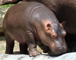 Nijlpaard Dierenpark Emmen 2007
